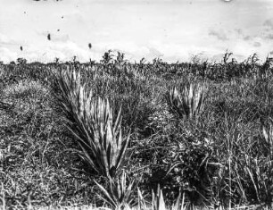 Sisalpflanzung : Blick auf eine Pflanzung von Sisal-Agaven
