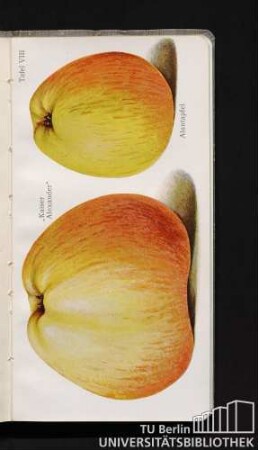 Tafel VIII. "Kaiser Alexander" und Alantapfel.