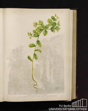Euphorbia platyphyllos Linné. Wolfsmilch.