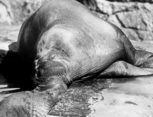 Hamburg-Stellingen. Tierpark Hagenbeck. Ein Walross in der Außenanlage