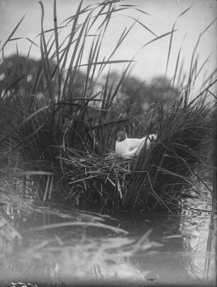 Lachmöwe : Holschaer Teich, Lachmöwe (Chroicocephalus ridibundus Linnaeus) mit Jungen.