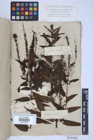 Veronica maritima L.