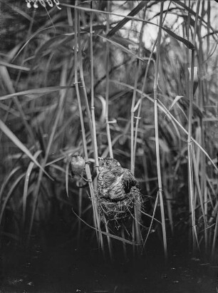 Kuckuck : Junger Kuckuck (Cuculus canorus Linnaeus) im Nest eines Teichrohrsängers (Acrocephalus scirpaceus Hermann).