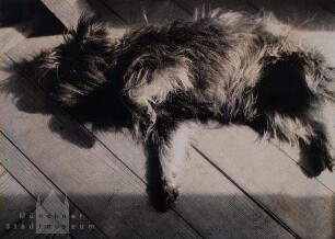 Schlafender Hund ("Teufel")