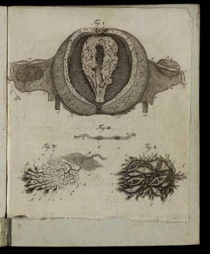 Fig. I. - Fig. IV.
