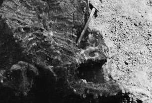 Dinosaurierknochen : Blick auf eine Ausgrabungsstätte von Dinosaurierknochen