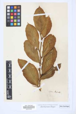 Cedro