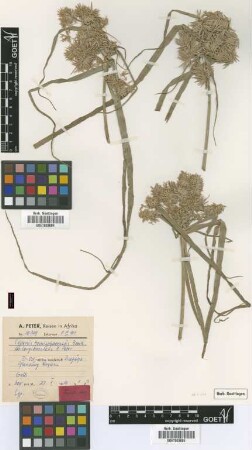 Cyperus hemisphaericus Boeckeler var. longibracteus Peter[type]