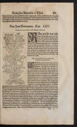 Von Zam Weinrauten. Cap. CXV.