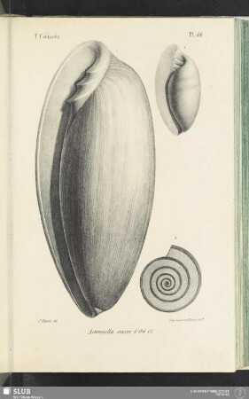 Pl. 166