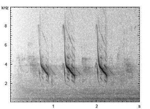 Kleiber | Sitta europaea - Gesang