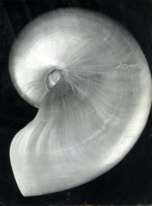 Nautilus pompilius L., Philippinen