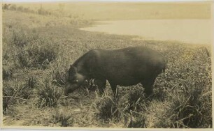 Tapirus terrestris (Linnaeus, 1758)