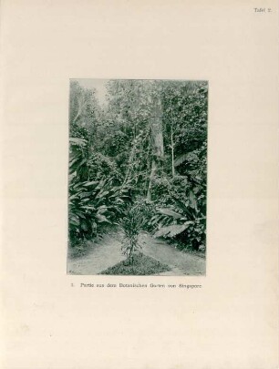 Tafel 2.: 3. Partie aus dem Botanischen Garten von Singapore