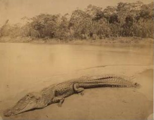 Breitschnauzenkaiman (Alligator latirostris), Rio Amazonas