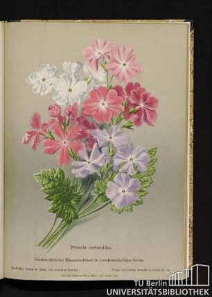Primula cortusoides. Cortusaähnlicher Himmelsschlüssel in verschiedenfarbigen Sorten.