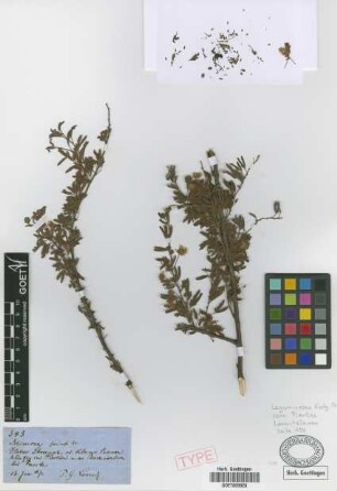 Mimosa farinosa Griseb.