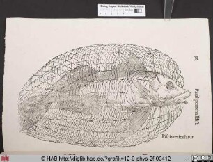 Piscis reticulatus.