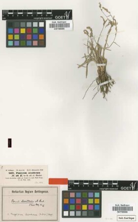 Panicum desertorum A.Rich.