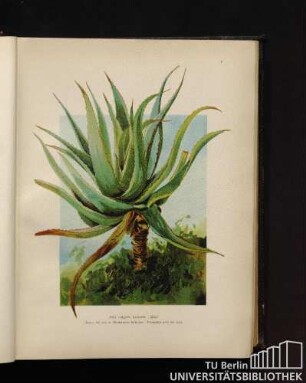 Aloë vulgaris Lamarck. Aloë.