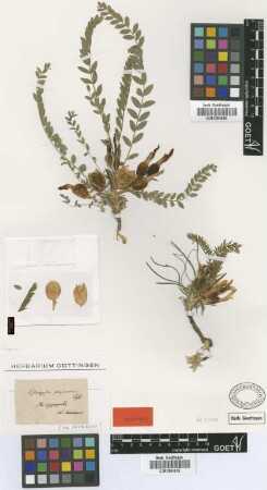 Astragalus physocalyx Fisch. [isotype]