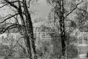 Palmenhaus