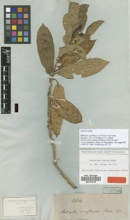 Melicytus ramiflorus J.R.Forst. & G.Forst. [type]