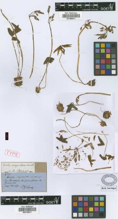 Oxalis bipartita A.St.-Hil. var. alpina Griseb.[syntype]