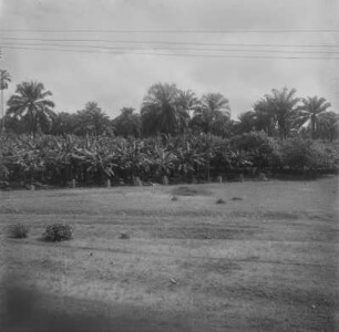 Plantage : Blick auf Plantagen aus Kakao und Ölpalmen der Kameruner Kautschuk Compagnie in Mukonje.