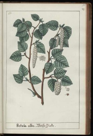 23. Betula alba. Weiße Birke