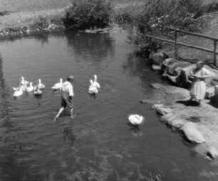 Junge in einem Teich mit Gänsen. Mädchen, am Ufer stehend