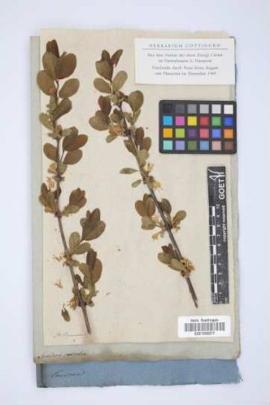 Lonicera caerulea