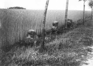 Drei Jungfern : Merschwitz, drei Steinkreuze (Tatzenkreuze), sog. Drei Jungfern, an der Hohe Straße nordöstlich des Ortes