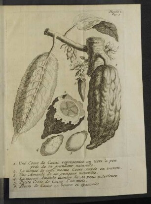 Une Cosse de Cacao.
