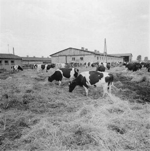 Wessin - ein Dorf in Mecklenburg. Weidende Kühe