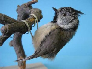 Haubenmeise, Parus cristatus
