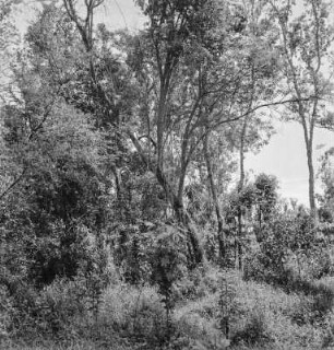 Regenwald : Blick zu den Baumwipfeln des immergrünen Regenwaldes