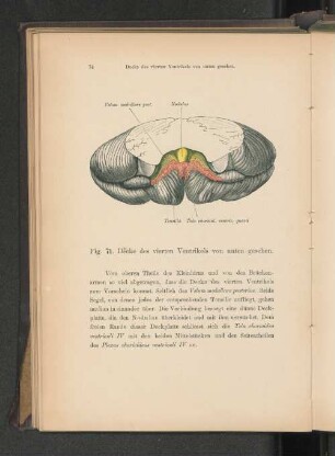 Fig. 71. Decke des vierten Ventrikels von unten gesehen.