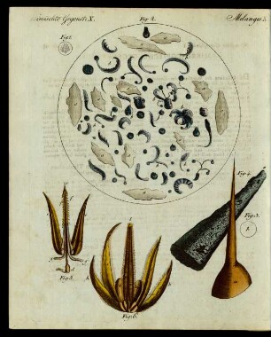 Mikroscopische Gegenstände.