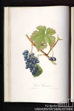 Uva Barbera