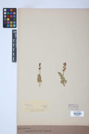 Botrychium lunaria