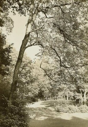 Seifersdorfer Tal bei Wachau-Seifersdorf. "Die lachende Wiese"