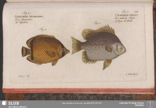 204. Fig. 1. Chaetodon Argus. Fig. 2. Chaetodon Vagabundus