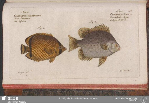 204. Fig. 1. Chaetodon Argus. Fig. 2. Chaetodon Vagabundus