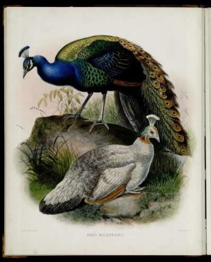[Plate IV.] Pavo nigripennis