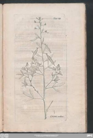 Cleome arabica.