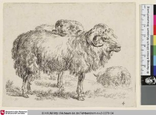 [Zwei Widder; The Set of the Sheep, 4; Deux béliers]