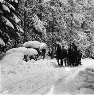 Mit dem Pferdeschlitten im Hochschwarzwald