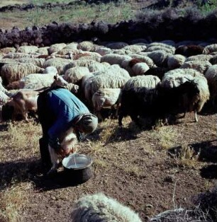 Lesbos. Melken in einem Schafpferch bei Archi Andissa