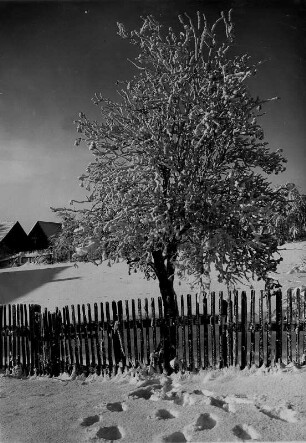 Oberbayern bei Garmisch im Winter. Verschneite Landschaft. Im Vordergrund ein mit Raureif besetzter Baum und Fußspuren im Schnee